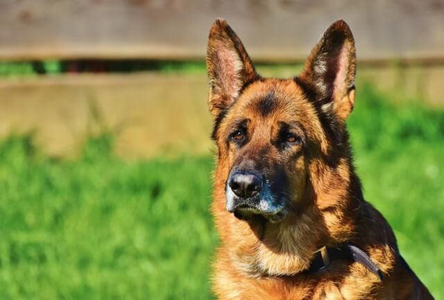 犬の名前で悩んでる オスなら純和風の名前をつけてみては